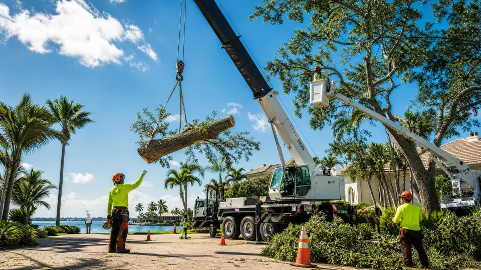 Representative professional tree crew using a crane and bucket truck for a controlled residential tree removal